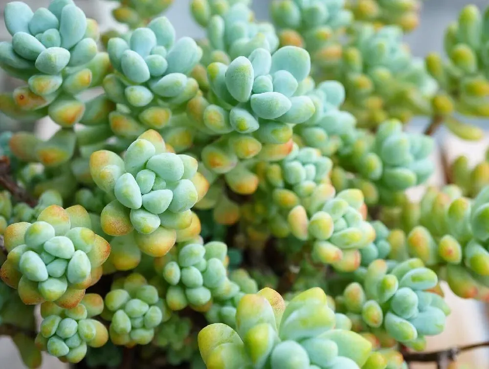 多肉植物 天使の雫 別名「トレレアセイ」完璧な育て方